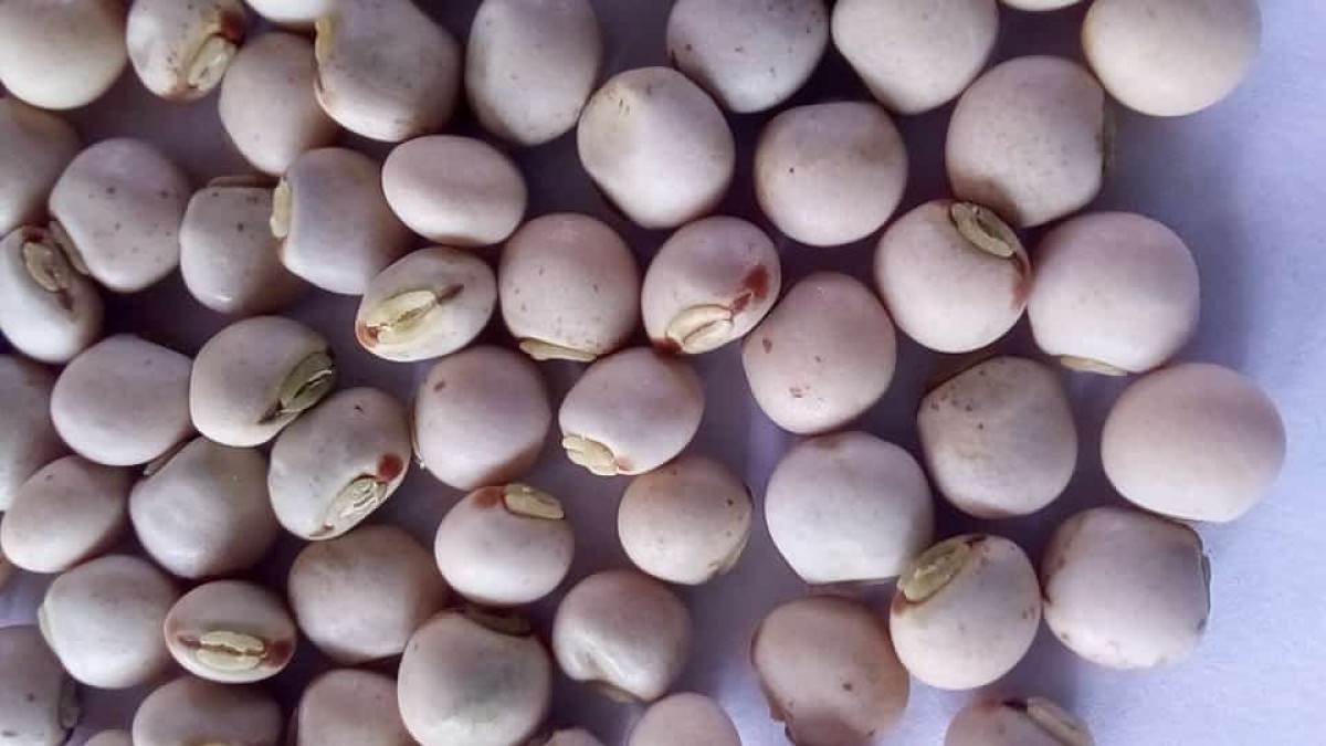 Pigeon Pea from Zambia